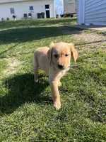 Purple , a female Golden Retriever for sale in Freeport, MN – 2 of 3