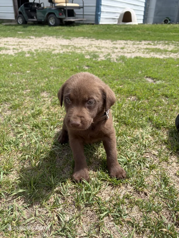 Brown collar  – Labrador Retriever puppy for sale in Freeport, MN