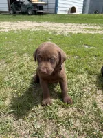 Brown collar , a male Labrador Retriever for sale in Freeport, MN – 1 of 1