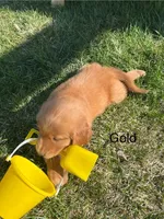 Gold, a male Golden Retriever for sale in Freeport, MN – 2 of 2