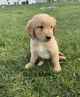 Black, a male Golden Retriever for sale in Freeport, MN – 2 of 2