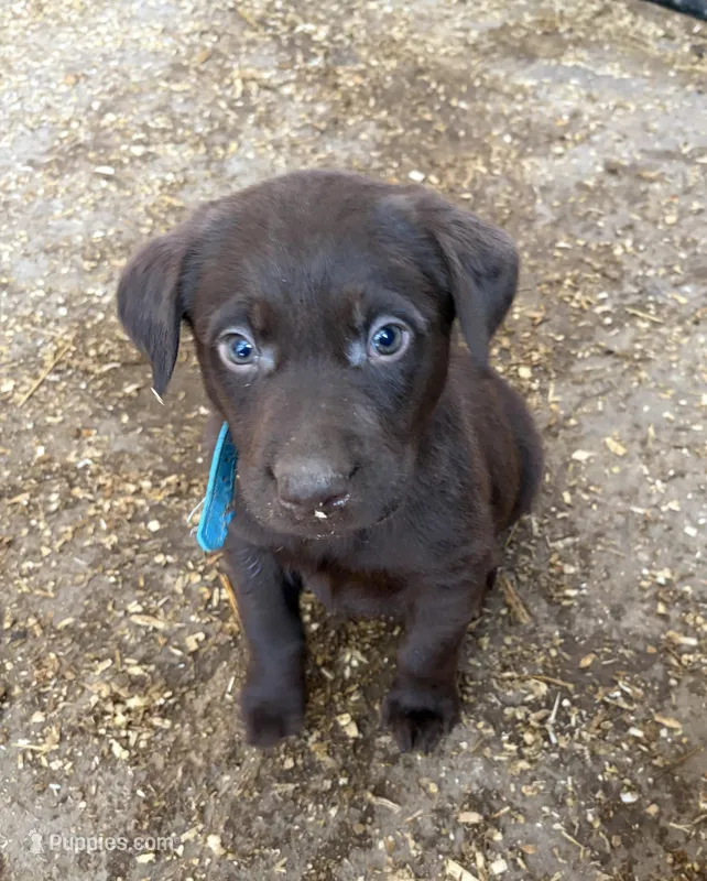 Teal blue Dixie’s – Labrador Retriever puppy for sale in Freeport, MN