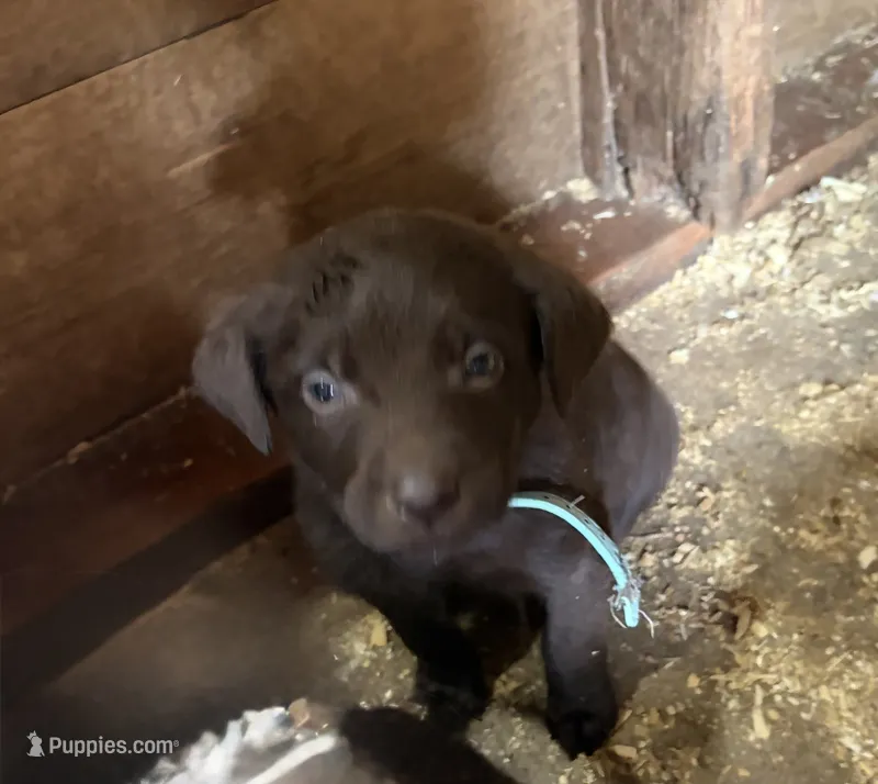 Light blue – Labrador Retriever puppy for sale in Freeport, MN