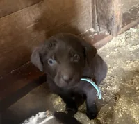 Light blue, a female Labrador Retriever for sale in Freeport, MN – 1 of 1