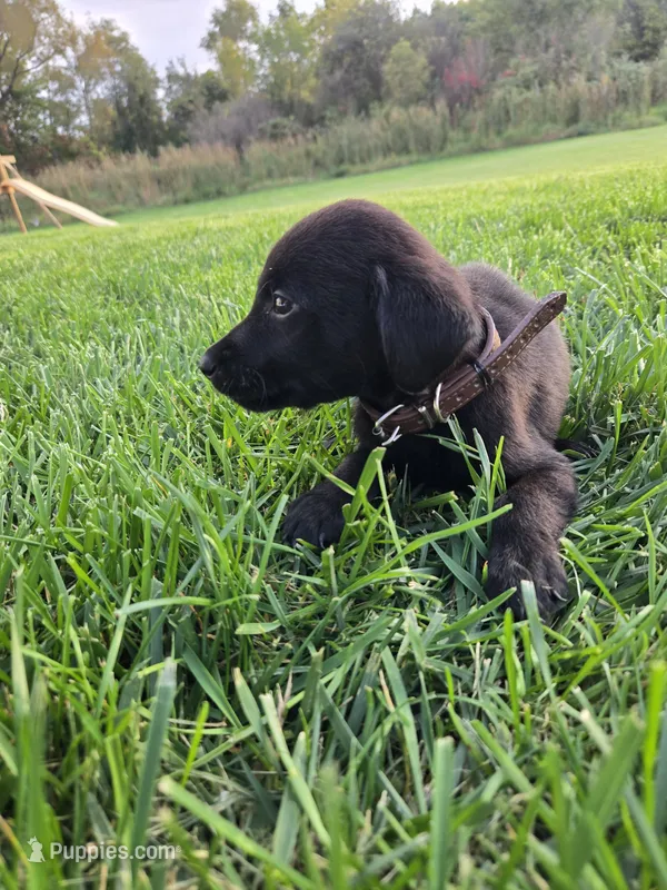 Brown Collar – Labrador Retriever puppy for sale in Freeport, MN