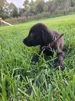 Brown Collar, a male Labrador Retriever for sale in Freeport, MN – 1 of 2