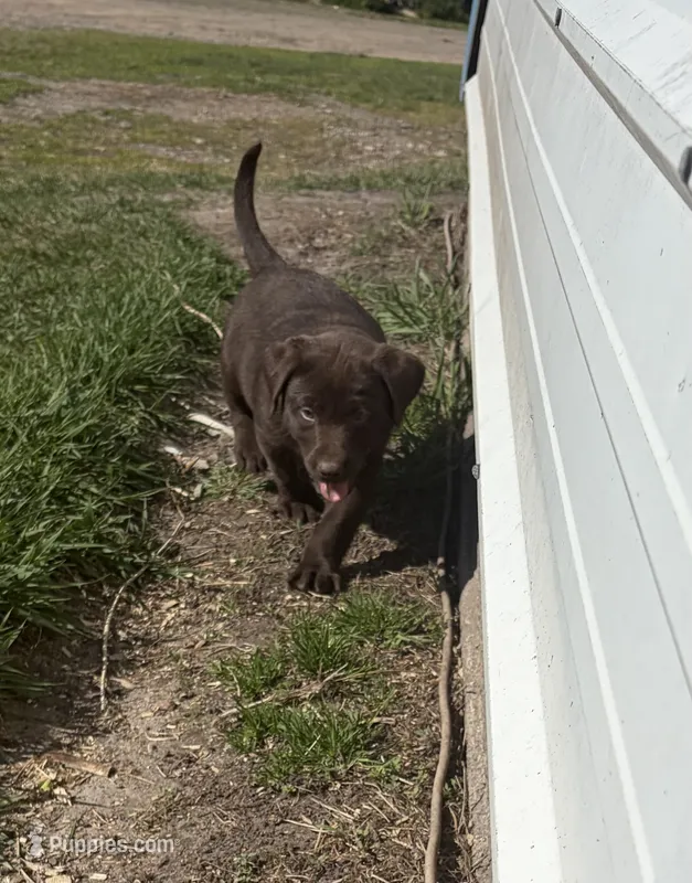 Black collar – Labrador Retriever puppy for sale in Freeport, MN