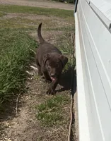 Black collar, a male Labrador Retriever for sale in Freeport, MN – 1 of 2