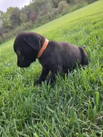 Orange Collar, a male Labrador Retriever for sale in Freeport, MN – 2 of 2
