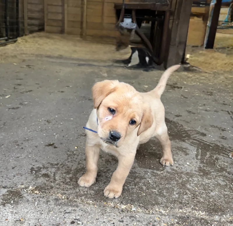 Dark blue  – Labrador Retriever puppy for sale in Freeport, MN