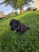 Purple Collar, a female Labrador Retriever for sale in Freeport, MN – 2 of 2