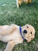 Blue , a male Golden Retriever for sale in Freeport, MN – 3 of 3