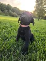 Light Pink, a female Labrador Retriever for sale in Freeport, MN – 2 of 2