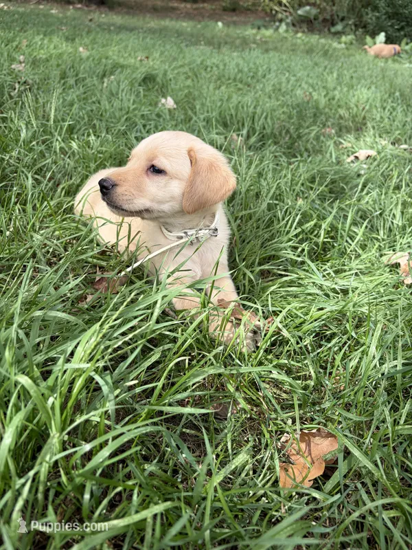 White – Labrador Retriever puppy for sale in Freeport, MN