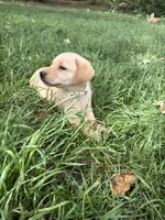 White, a female Labrador Retriever for sale in Freeport, MN – 1 of 1