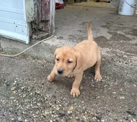 Black collar, a male Labrador Retriever for sale in Freeport, MN – 2 of 2