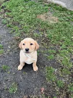 White, a female Labrador Retriever for sale in Freeport, MN – Photo 2 of 2