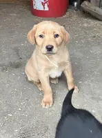 White, a female Labrador Retriever for sale in Freeport, MN – Photo 1 of 2
