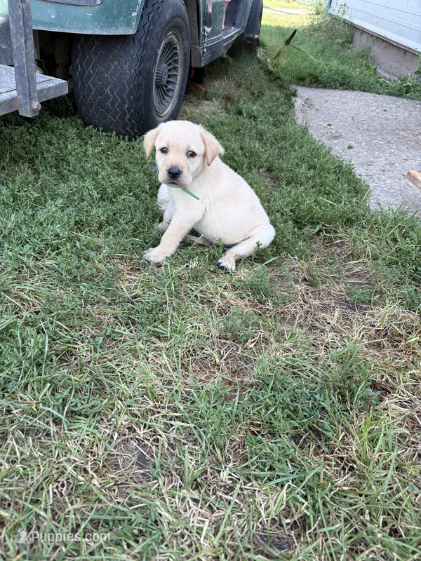 Green collar  – Labrador Retriever puppy for sale in Freeport, MN