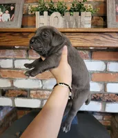 Stella, a female Cane Corso for sale in Kingman, AZ – 3 of 7