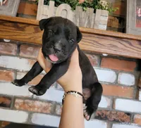 Nebula, a female Cane Corso for sale in Kingman, AZ – 2 of 9