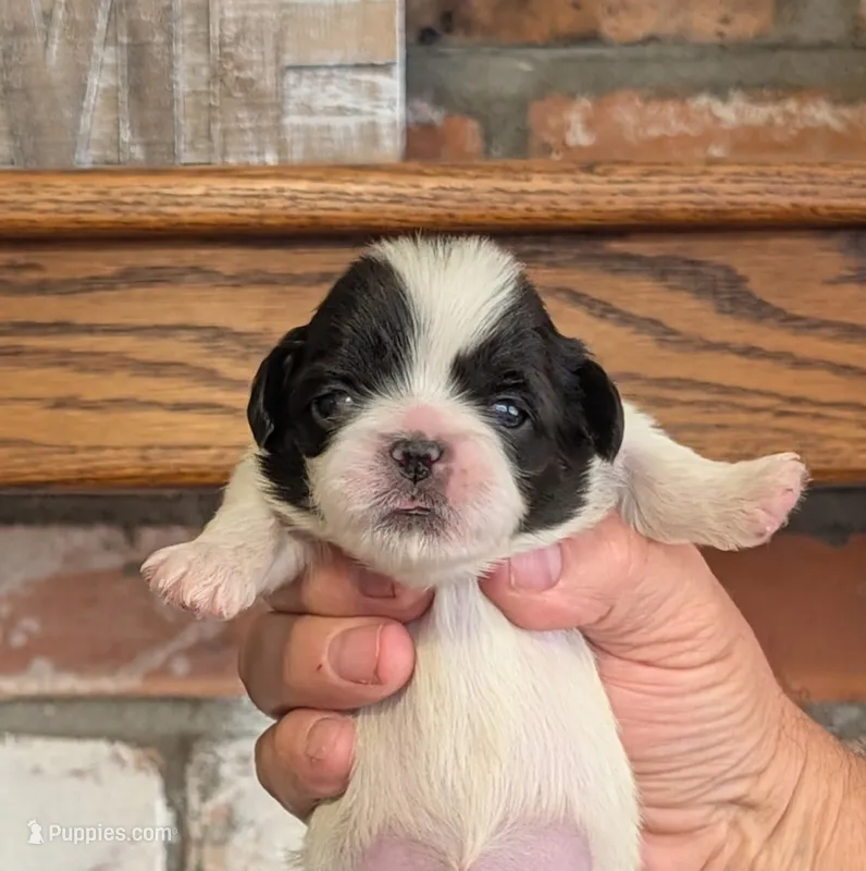 Pixie  – Pekingese puppy for sale in Kingman, AZ