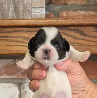 Pixie , a female Pekingese for sale in Kingman, AZ – 1 of 5