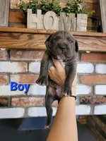 Sirius , a male Cane Corso for sale in Kingman, AZ – 2 of 9