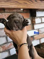 Sirius , a male Cane Corso for sale in Kingman, AZ – 3 of 9