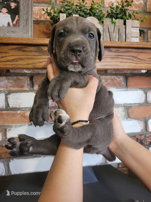 Sirius  – Cane Corso puppy on hold in Kingman, AZ