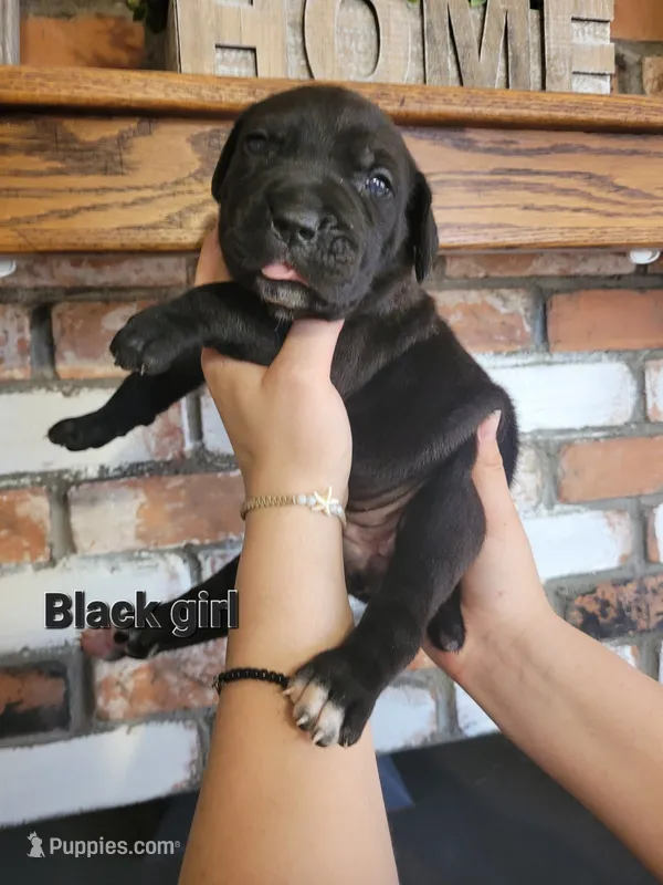 Star – Cane Corso puppy for sale in Kingman, AZ