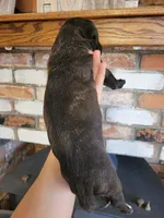 Nebula, a female Cane Corso for sale in Kingman, AZ – 3 of 9