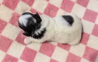 Pixie , a female Pekingese for sale in Kingman, AZ – 4 of 5