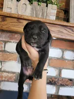 Star, a female Cane Corso for sale in Kingman, AZ – 4 of 6