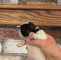 Pixie , a female Pekingese for sale in Kingman, AZ – 2 of 5