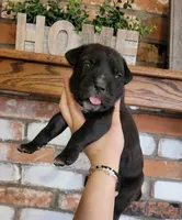 Nebula, a female Cane Corso for sale in Kingman, AZ – 4 of 9