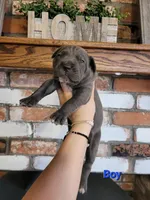 Sirius , a male Cane Corso for sale in Kingman, AZ – 4 of 9