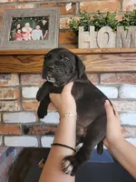Star, a female Cane Corso for sale in Kingman, AZ – 2 of 4