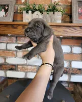 Stella, a female Cane Corso for sale in Kingman, AZ – 1 of 7