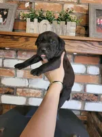 Atlas, a male Cane Corso for sale in Kingman, AZ – 1 of 7