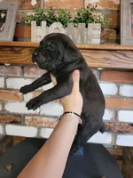 Atlas, a male Cane Corso for sale in Kingman, AZ – 2 of 7