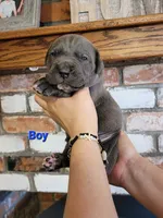 Sirius , a male Cane Corso for sale in Kingman, AZ – 1 of 9