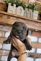 Stella, a female Cane Corso for sale in Kingman, AZ – 5 of 7