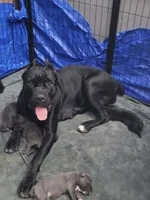 Stella, a female Cane Corso for sale in Kingman, AZ – 6 of 7