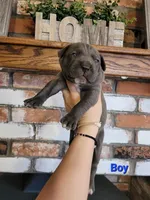 Sirius , a male Cane Corso for sale in Kingman, AZ – 5 of 9