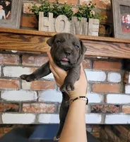 Stella, a female Cane Corso for sale in Kingman, AZ – 4 of 7