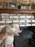 Tofu , a male Pekingese for sale in Kingman, AZ – 2 of 2