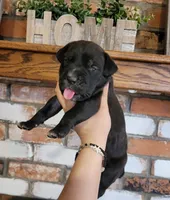 Nebula, a female Cane Corso for sale in Kingman, AZ – 5 of 9