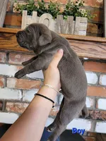 Sirius , a male Cane Corso for sale in Kingman, AZ – 6 of 9