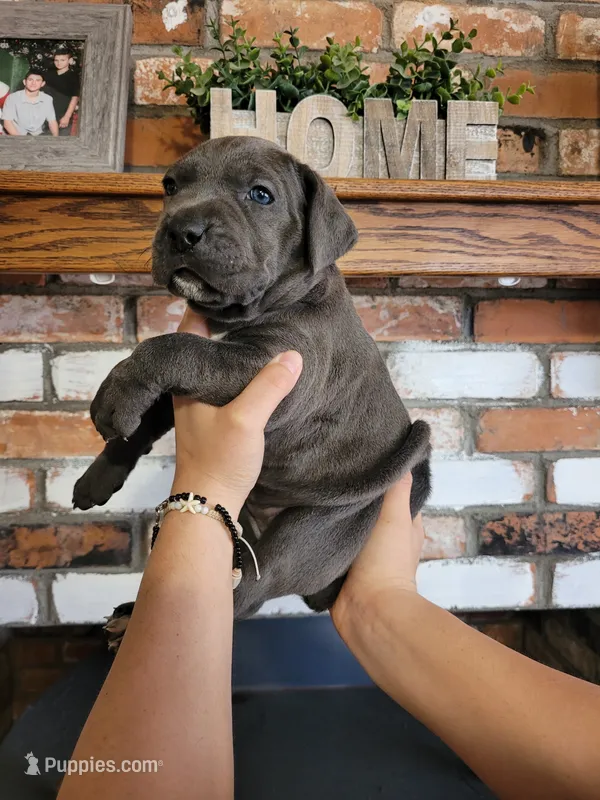 Stella – Cane Corso puppy on hold in Kingman, AZ